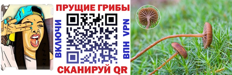 omg как войти  Дивногорск  Галлюциногенные грибы ЛСД  где найти  